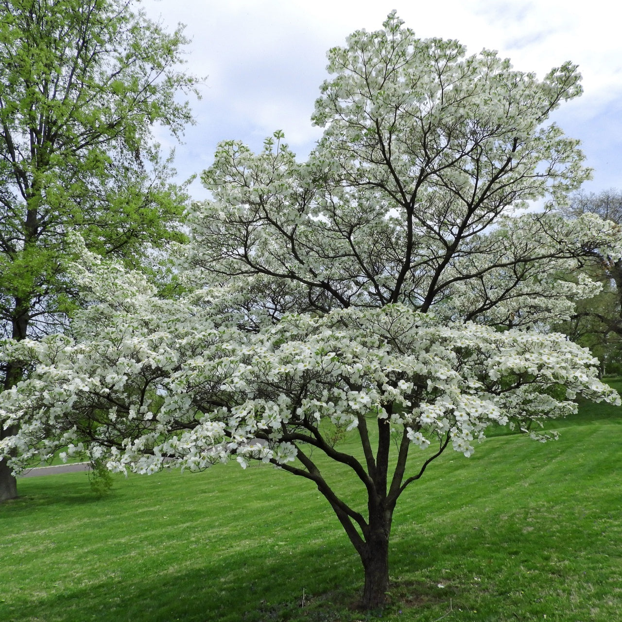 White Dogwood Seedling