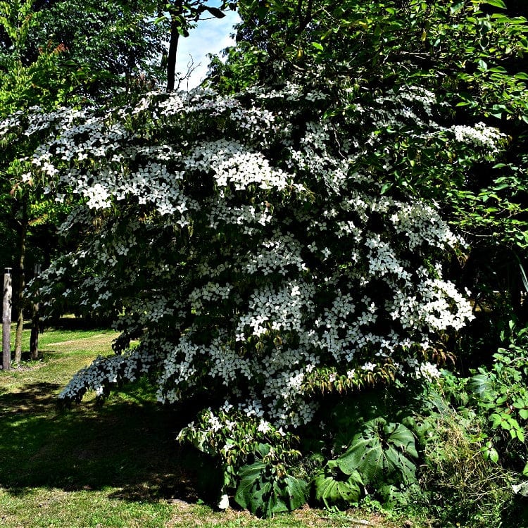 White Dogwood seedlings: lush flowering tree with white blossoms and green foliage