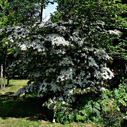 White Dogwood seedlings: lush flowering tree with white blossoms and green foliage