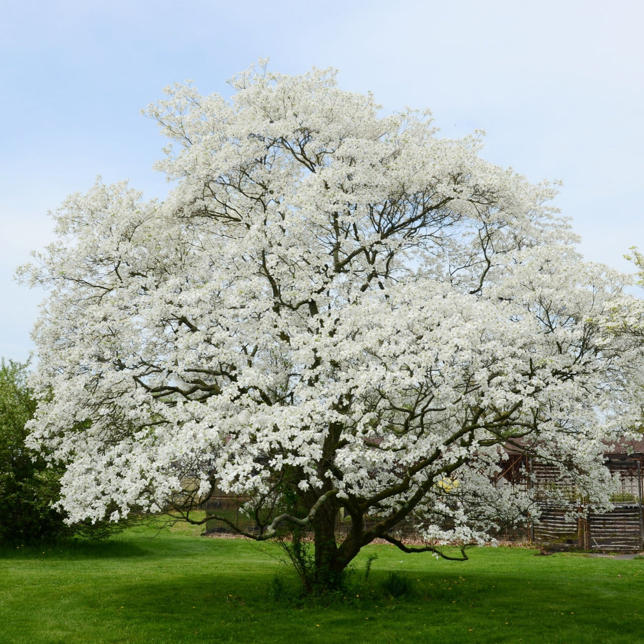 White Dogwood Tree