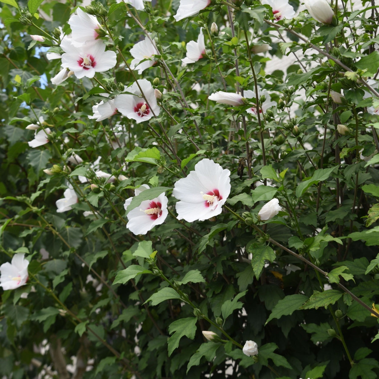 White Hibiscus