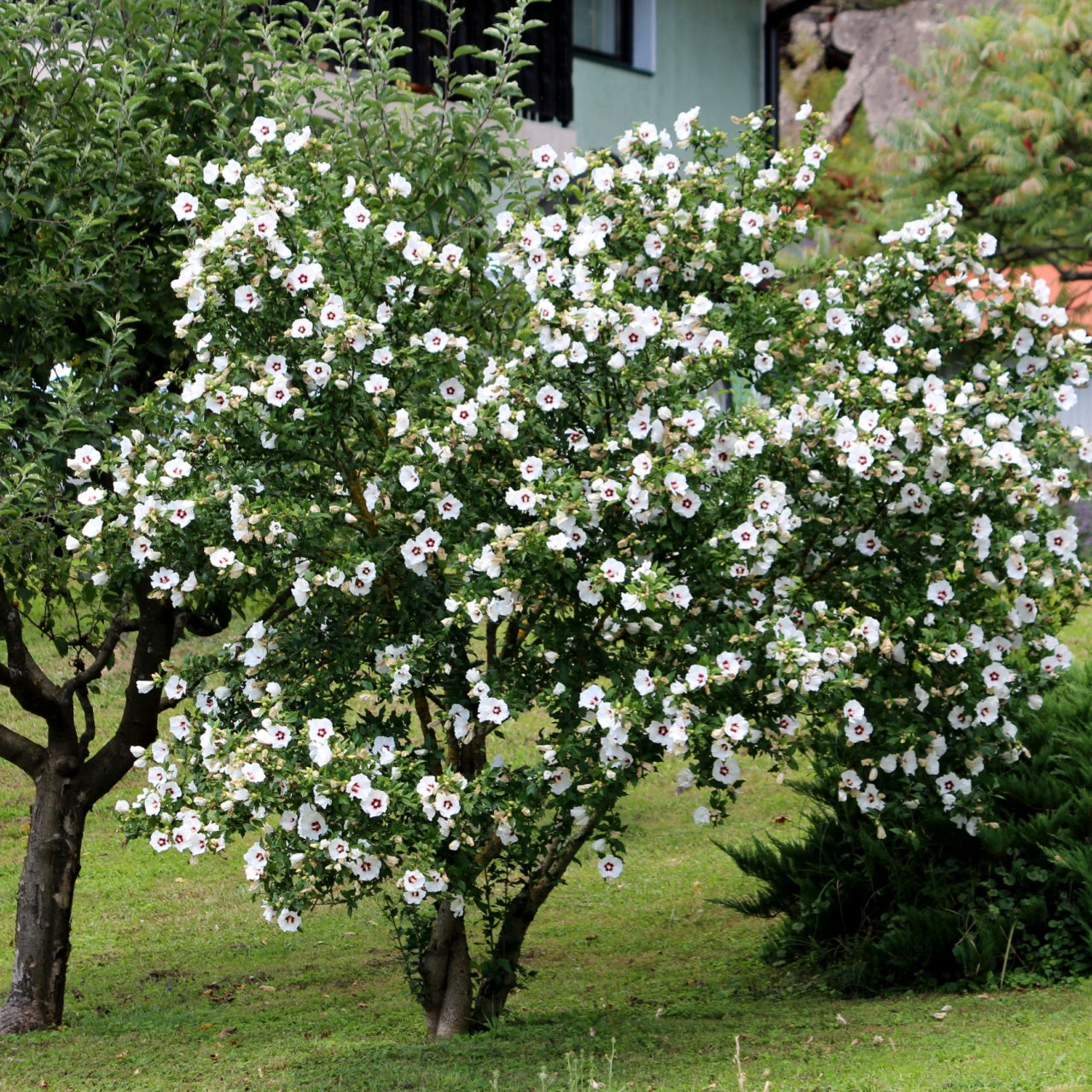 White Hibiscus Shrubs