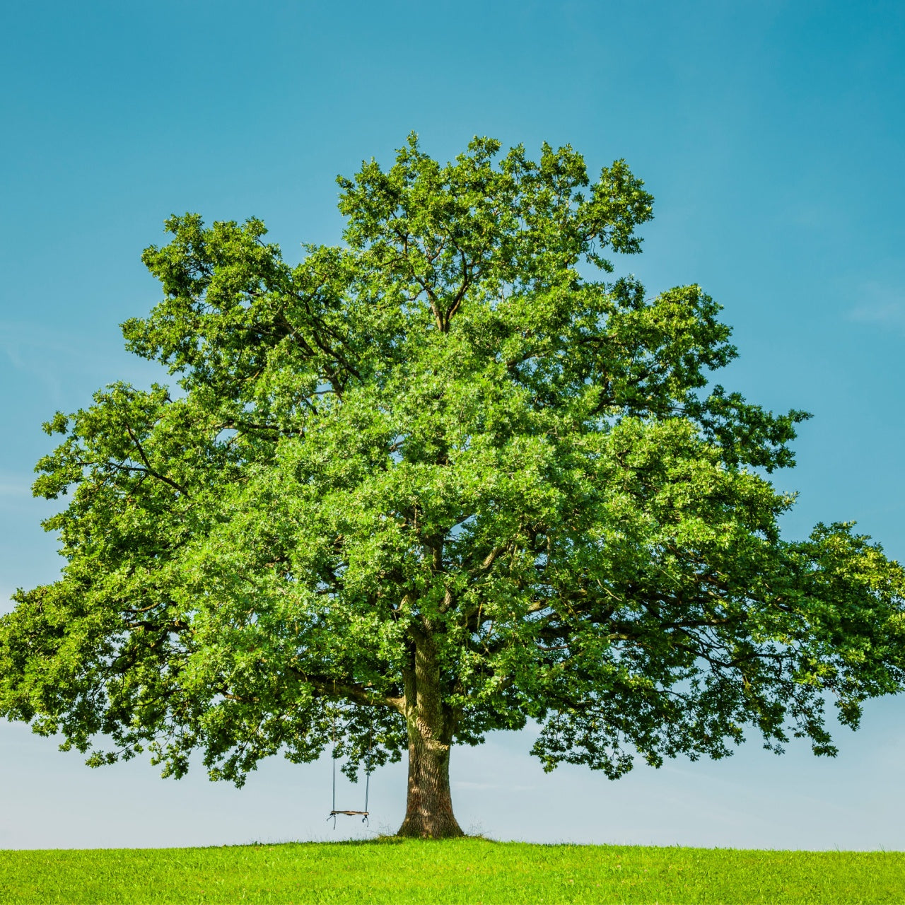 White Oak Seedling