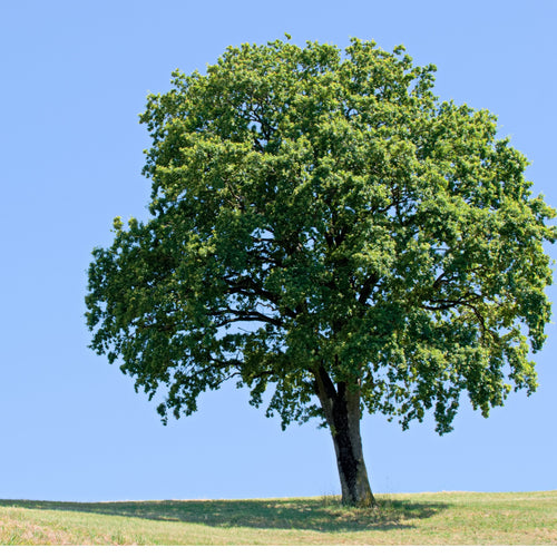 White Oak Seedlings