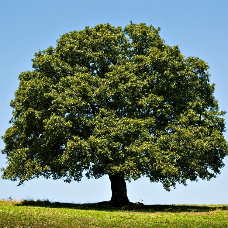 Majestic green white oak tree on grassy hill under blue sky for seedlings