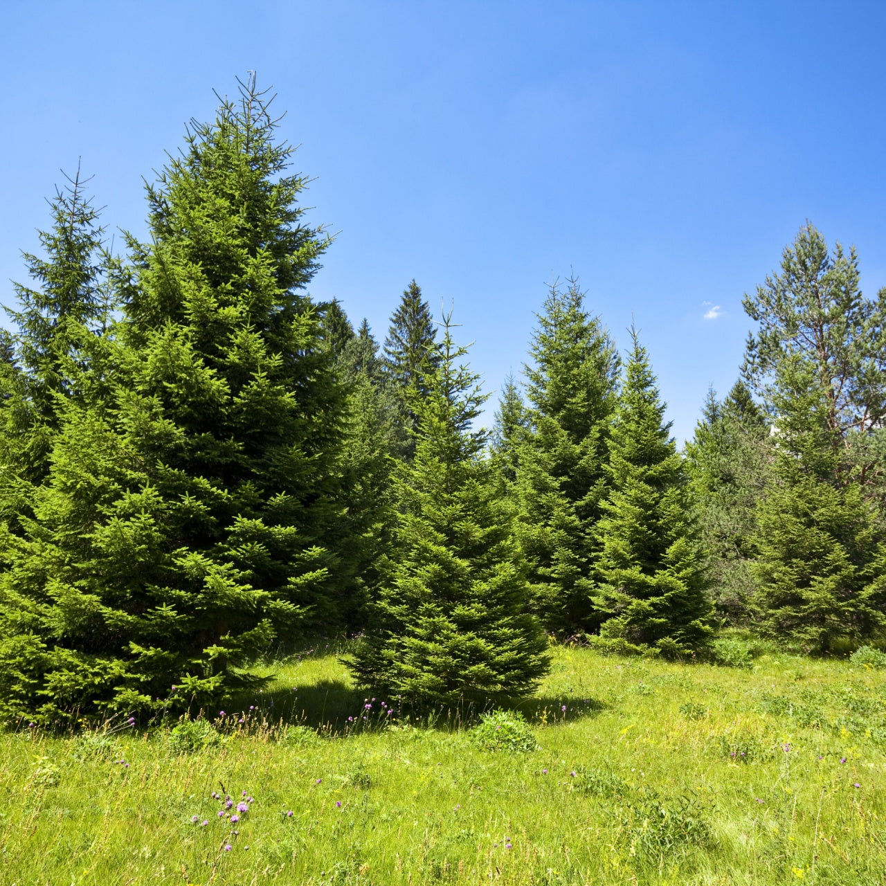 White Pine Seedling