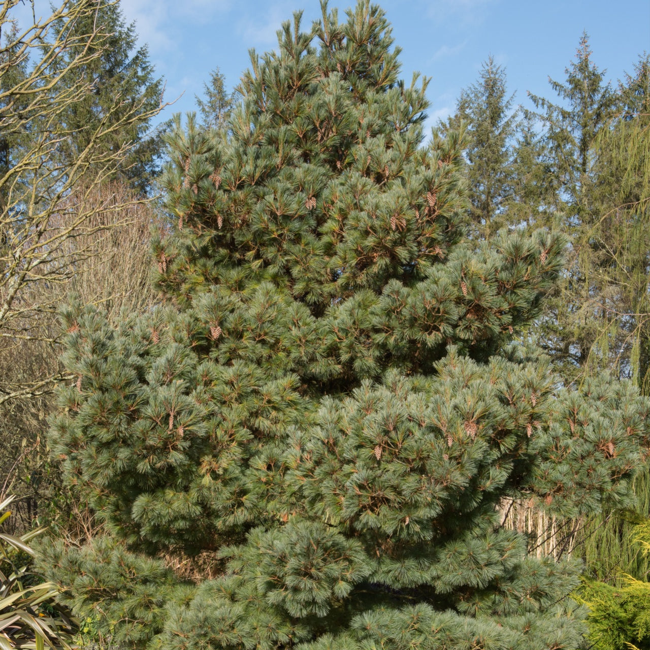 White Pine Seedlings