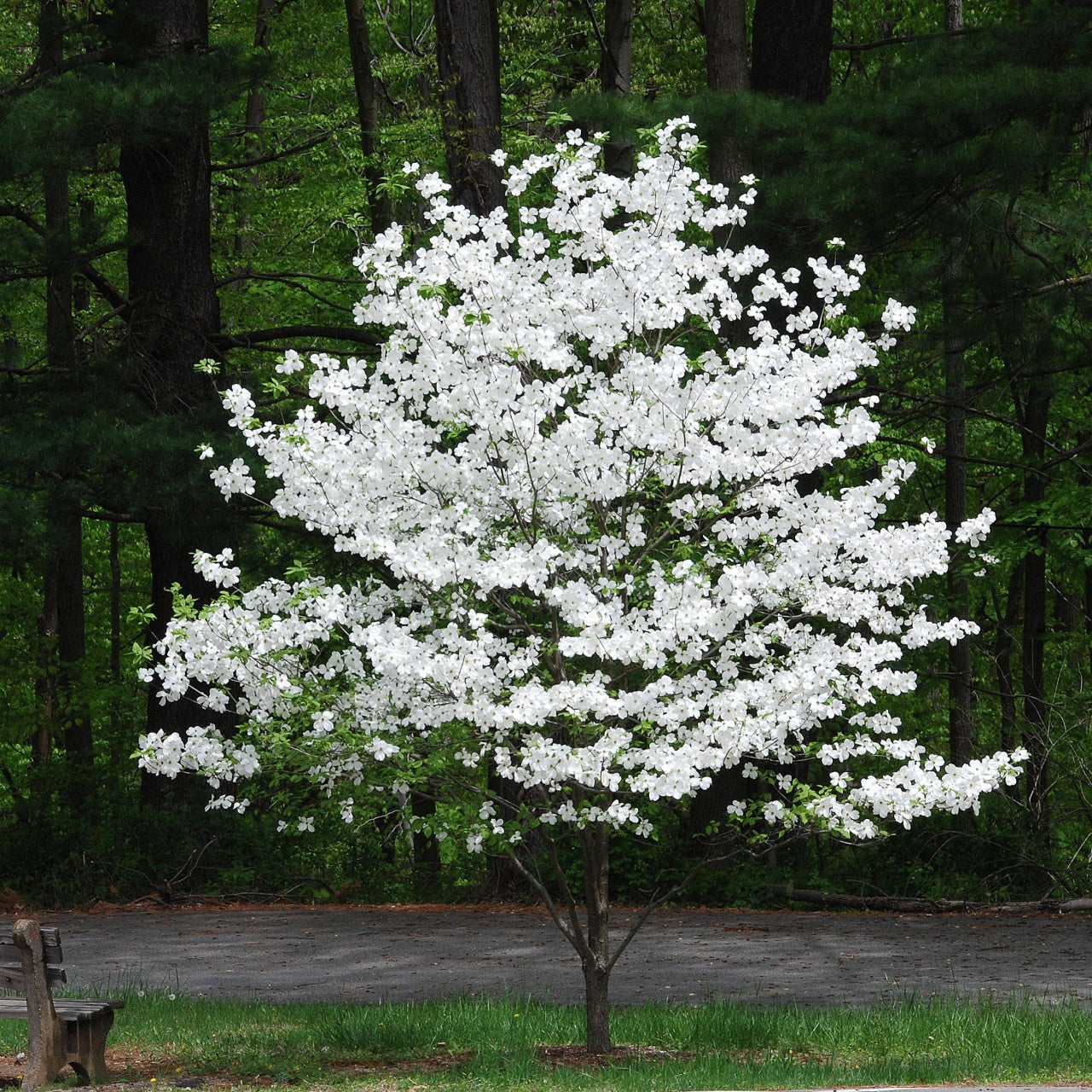 White Princess Dogwood 