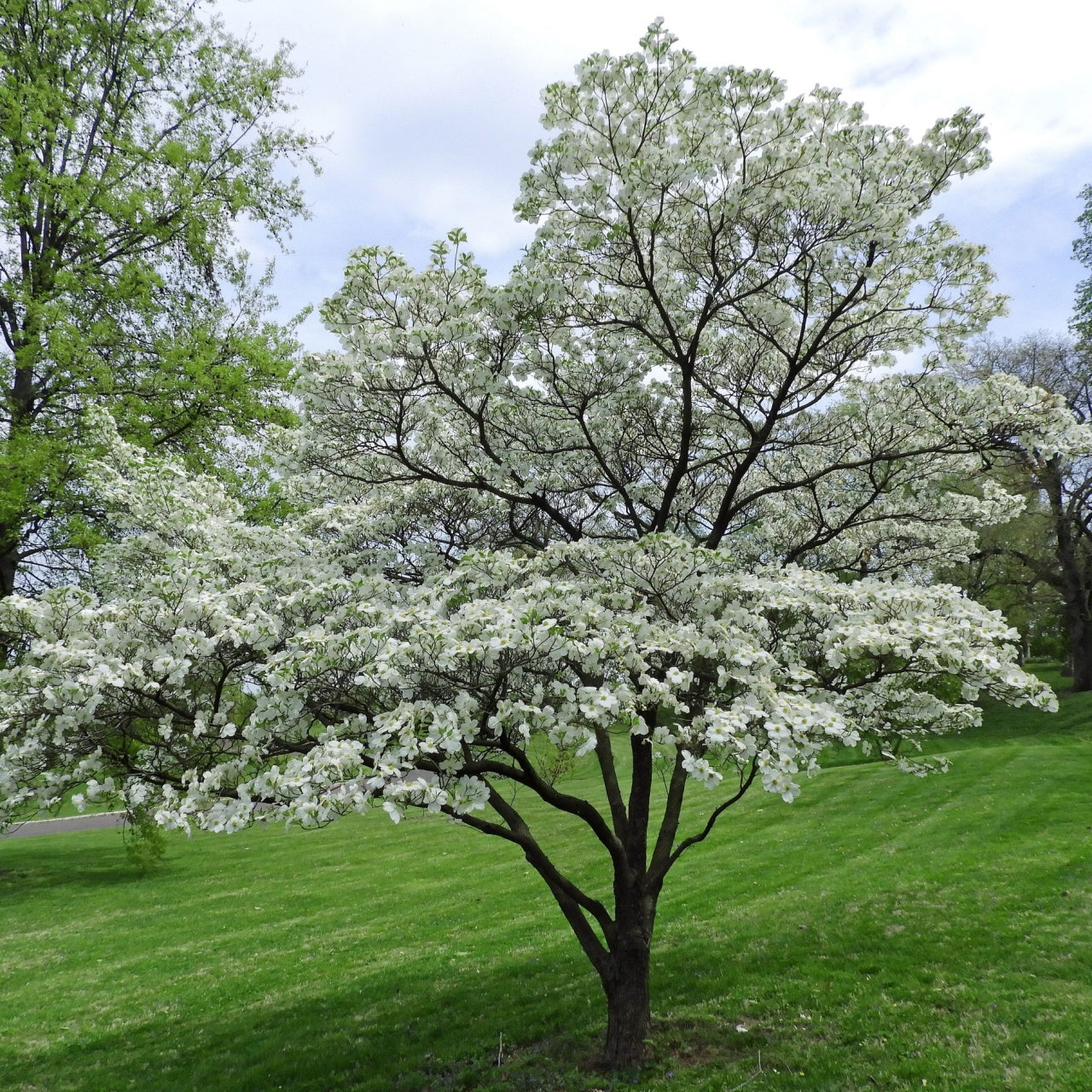 White Princess Dogwood Tree