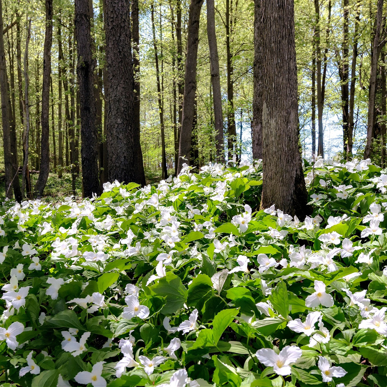 White Trillium