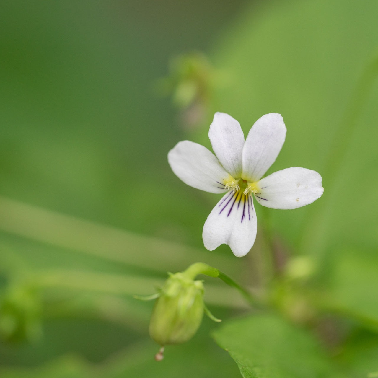 White Violet