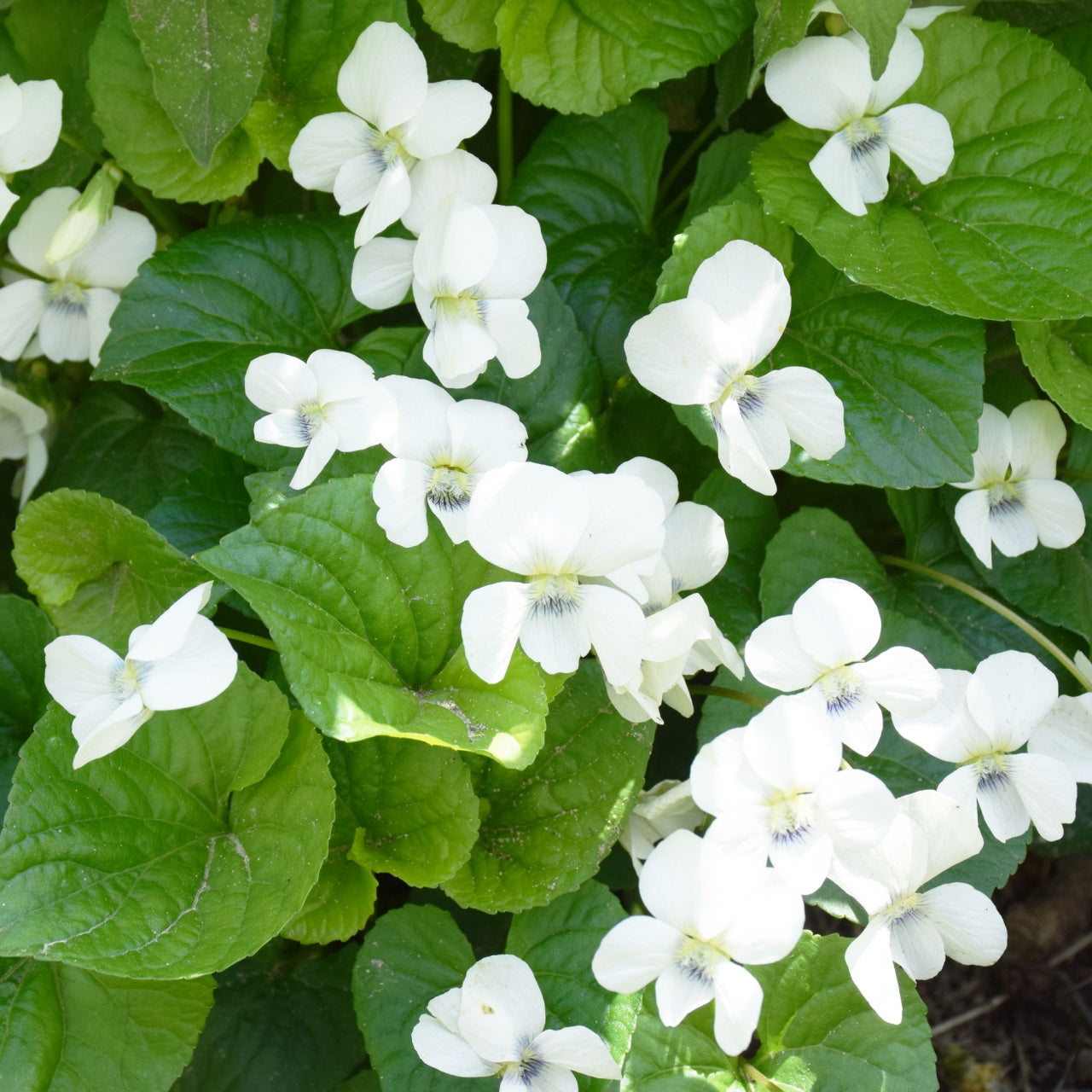 White Violets