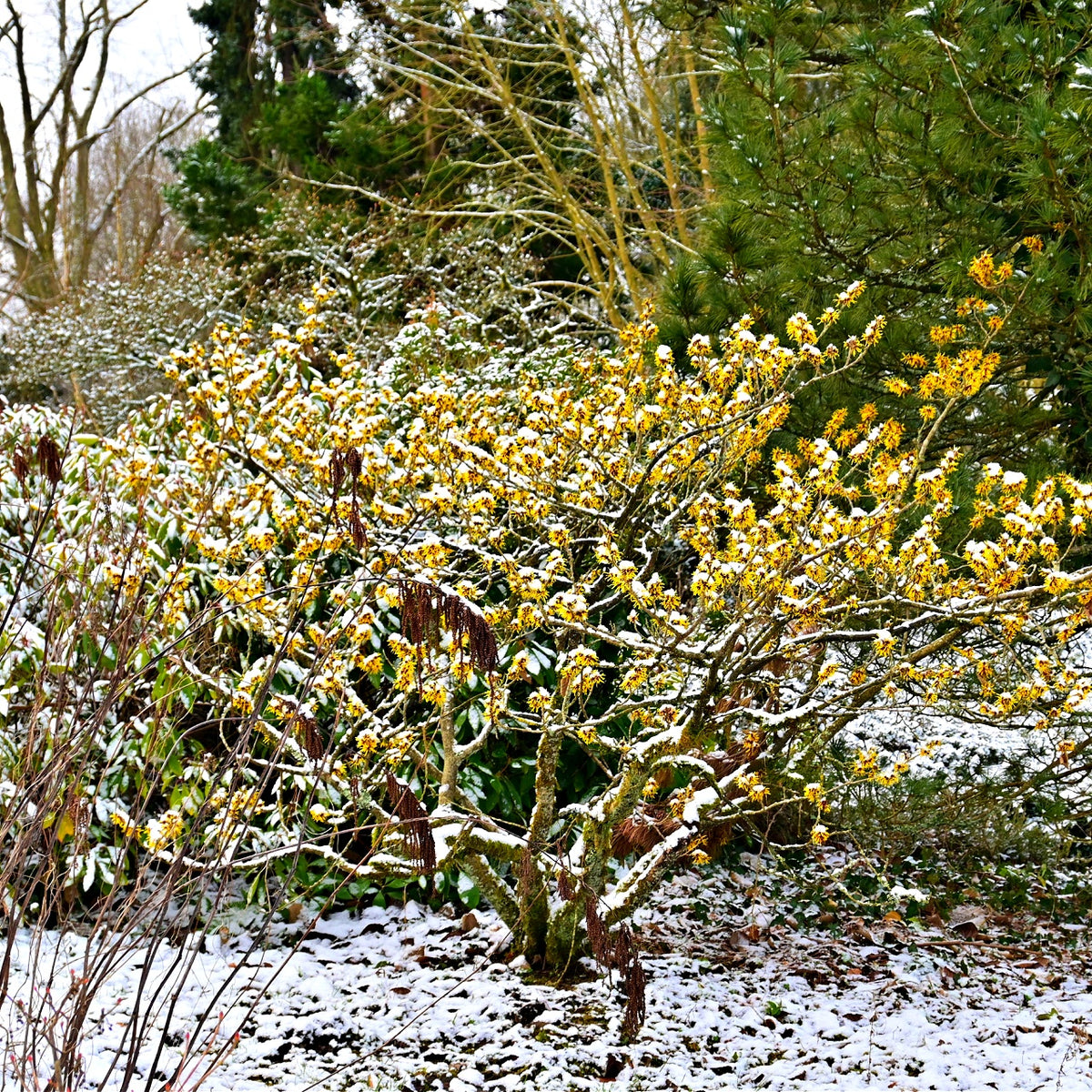 Snow-dusted Witch Hazel seedlings with golden flowers and catkins amid evergreens