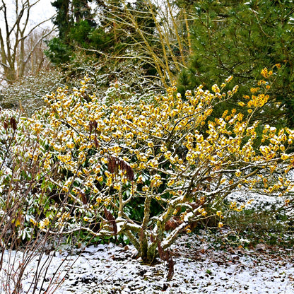 Snow-dusted Witch Hazel seedlings with golden flowers and catkins amid evergreens