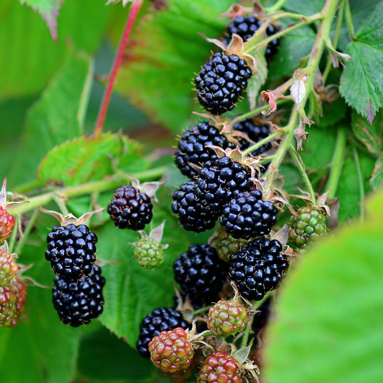 Wild Blackberry 