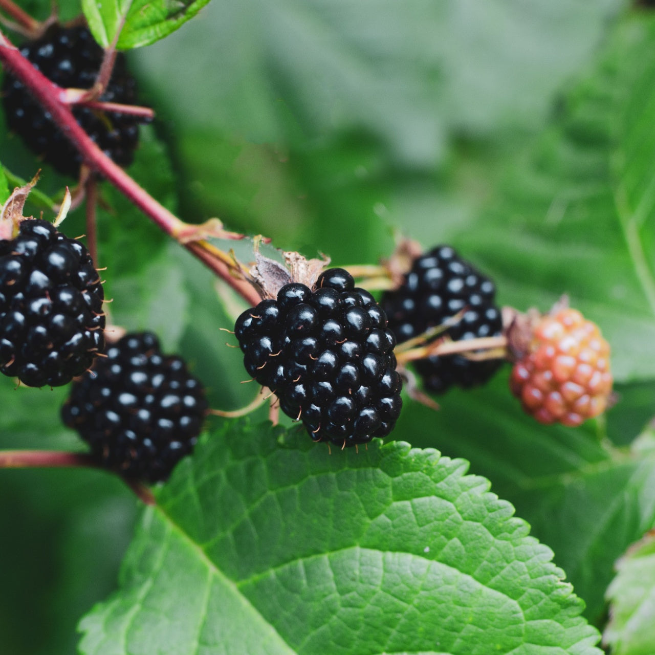 Wild Blackberry Bush