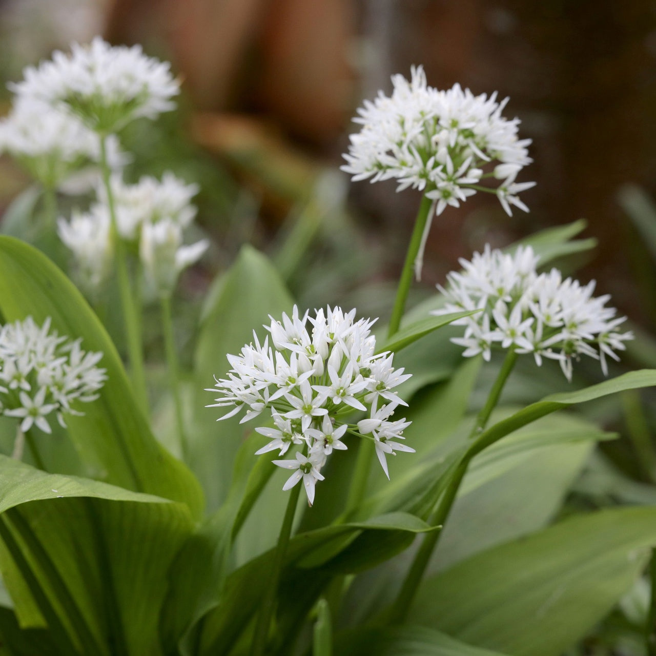 Wild Garlic Plant