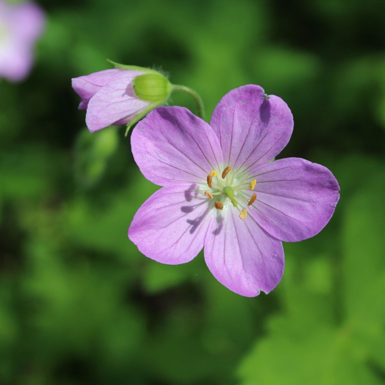 Wild Geranium Bloom