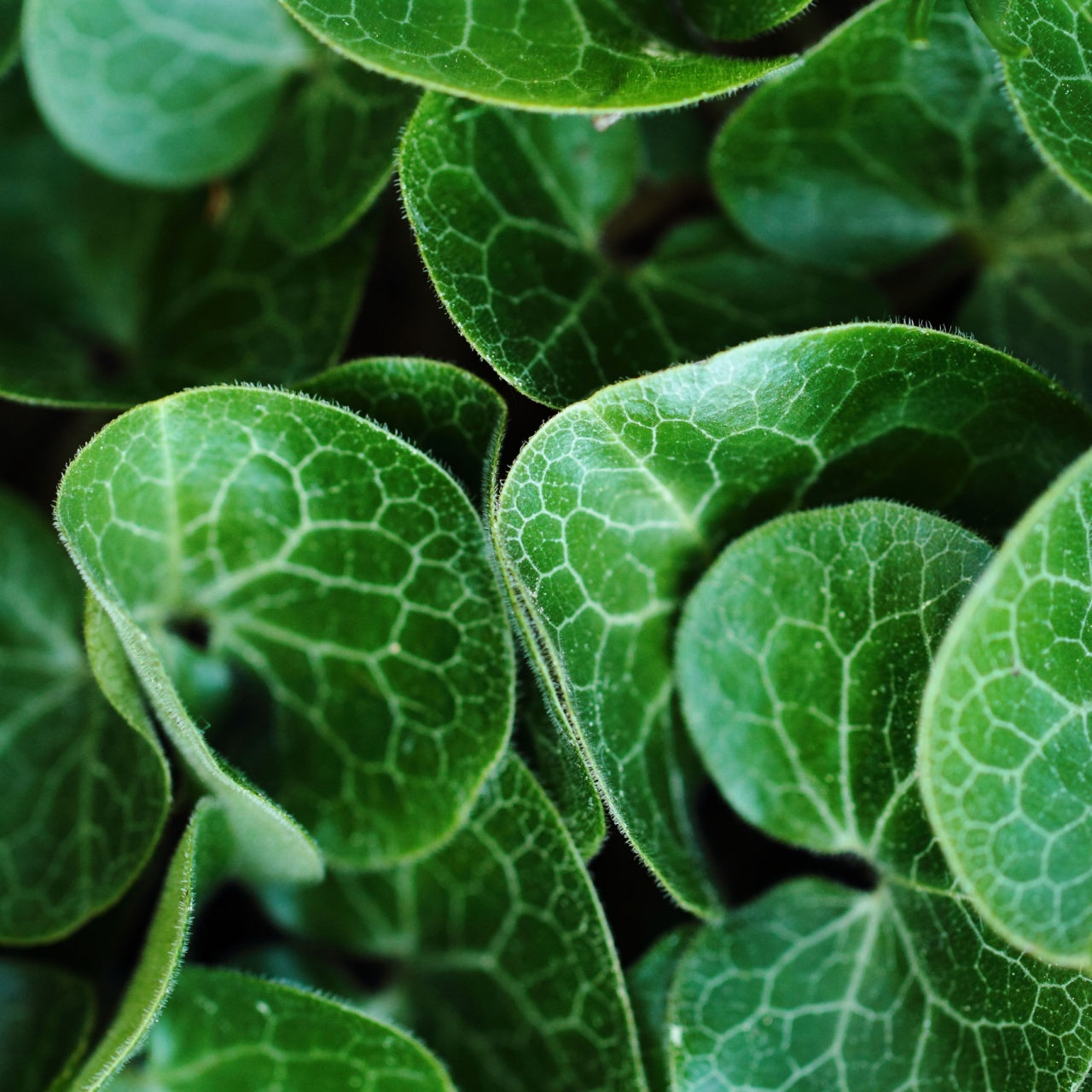 Wild Ginger Plant