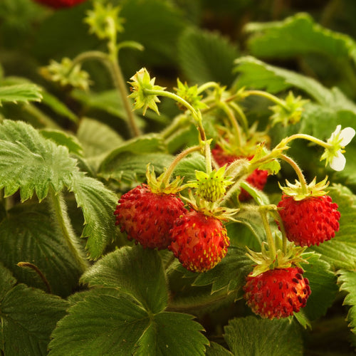 Wild Strawberry Plant