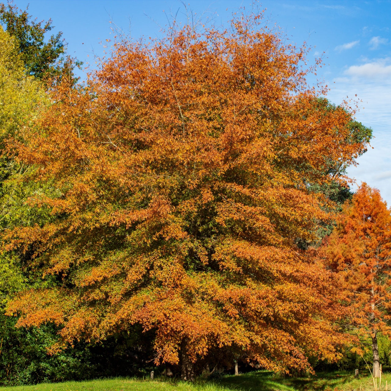 Willow Oak Seedling