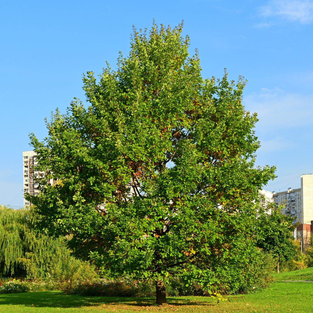 Willow Oak Tree