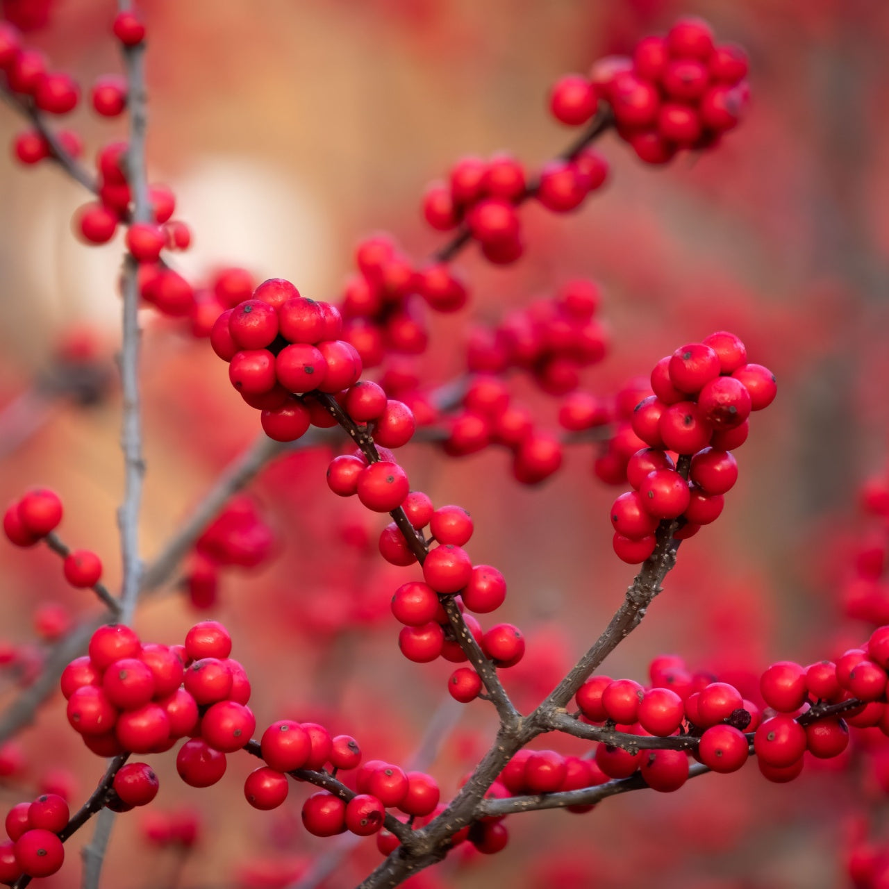 Winterberry 