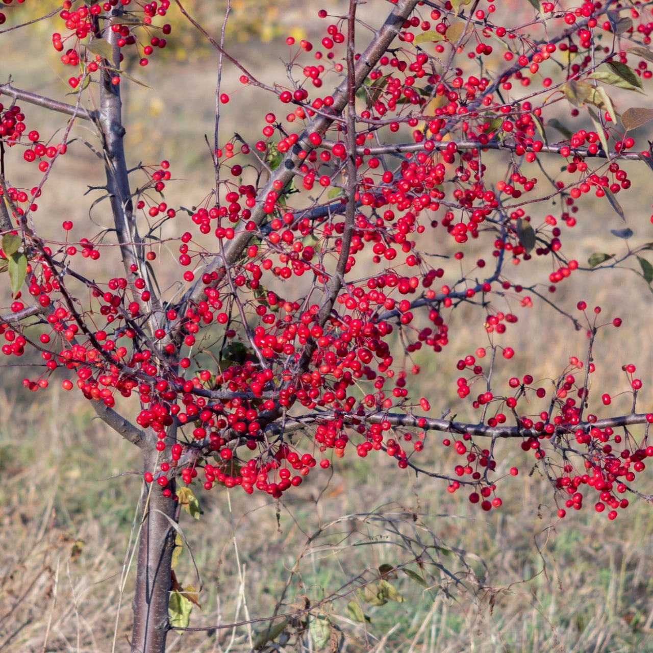 Winterberry Shrub