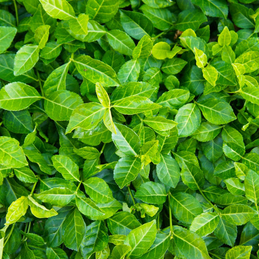 Wintercreeper Plants