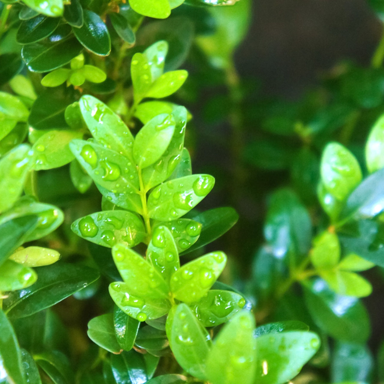 Wintergreen Boxwood