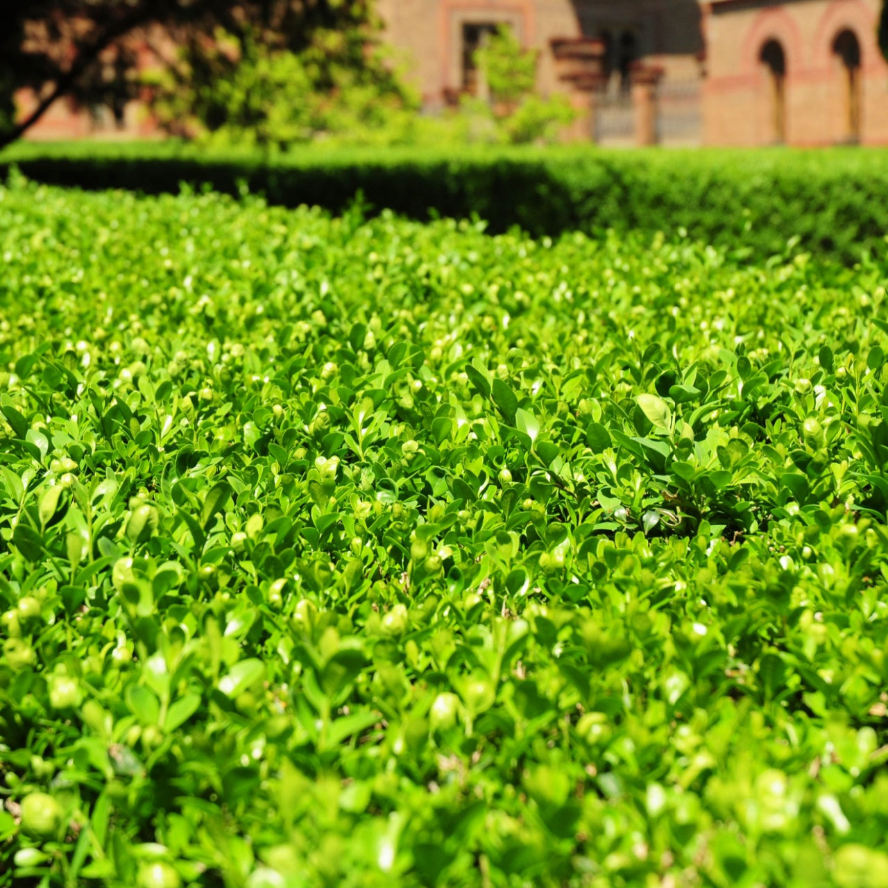 Wintergreen Boxwood Hedge