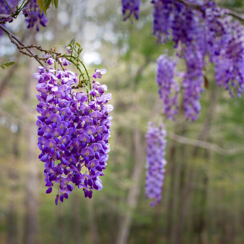 Wisteria