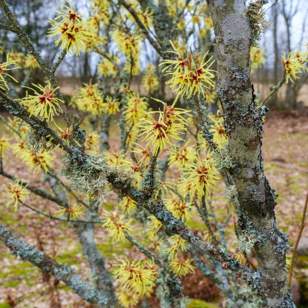 Witch Hazel Shrub