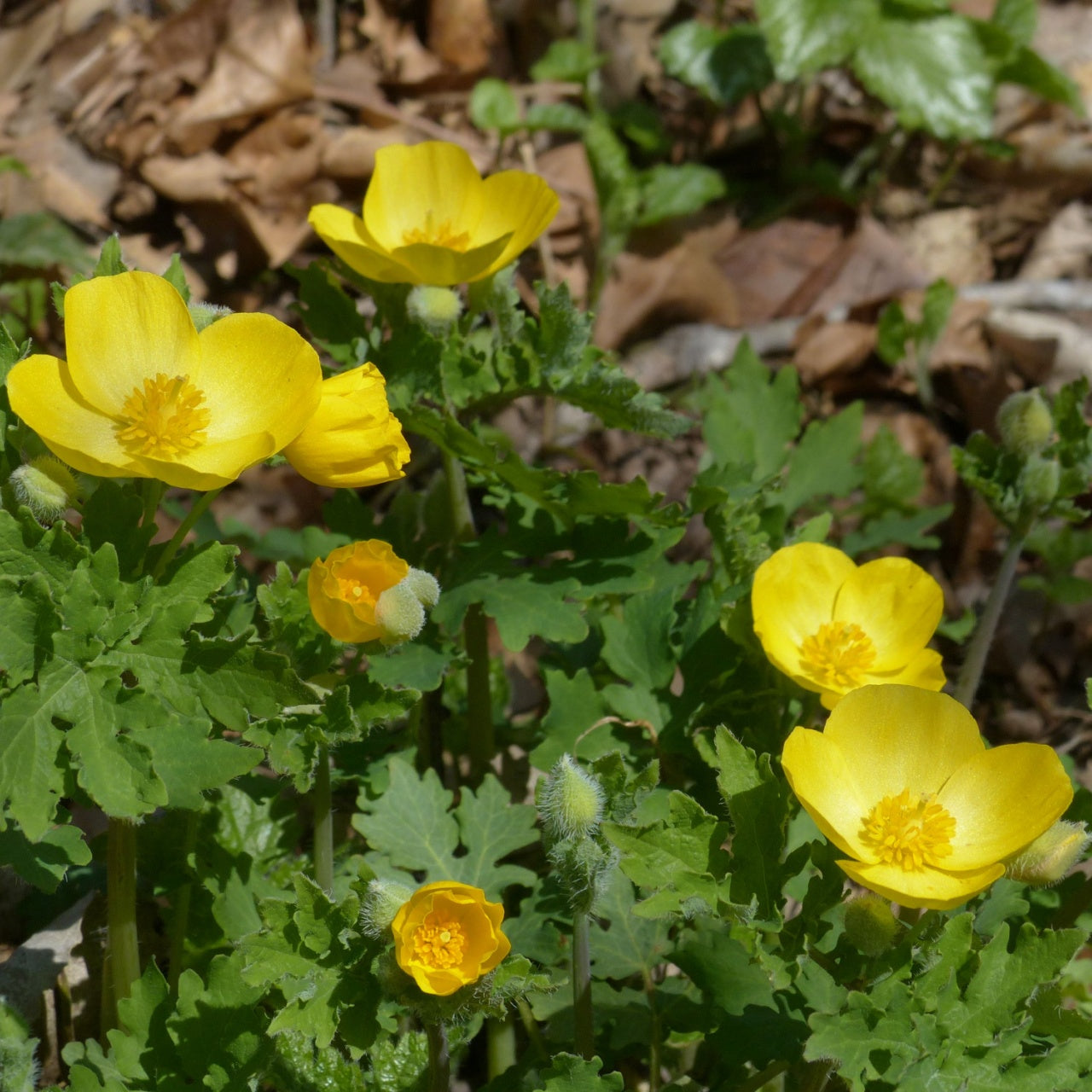 Wood Poppy