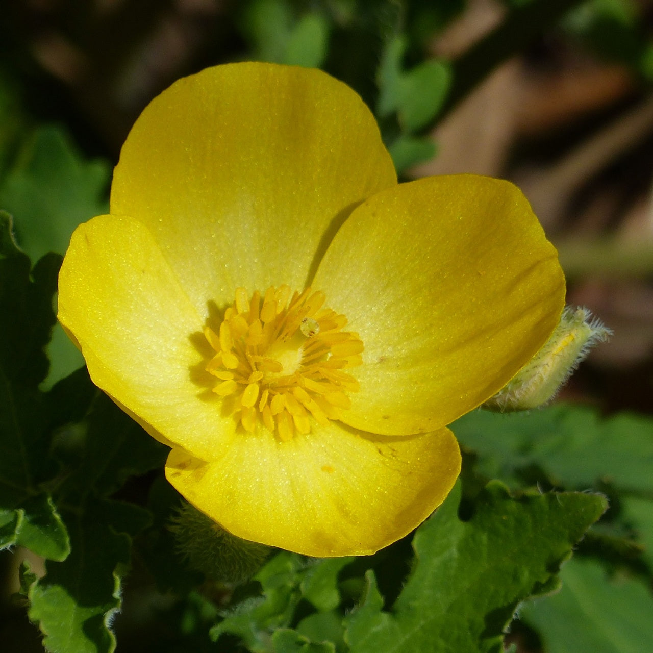 Wood Poppy Plant