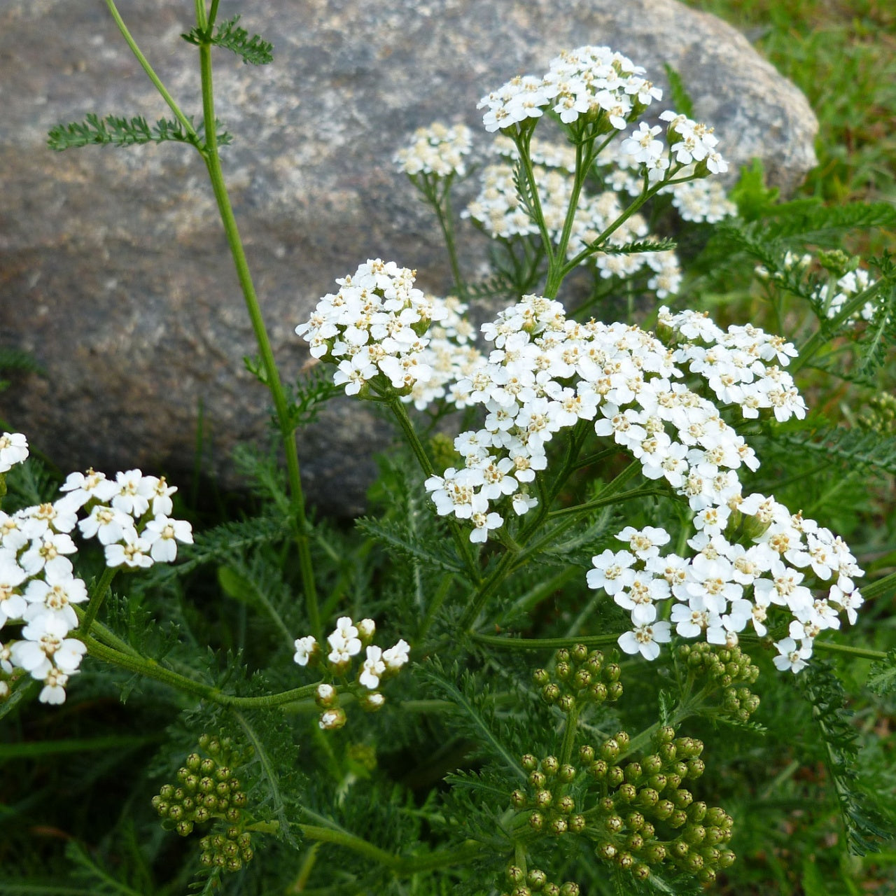 Yarrow 