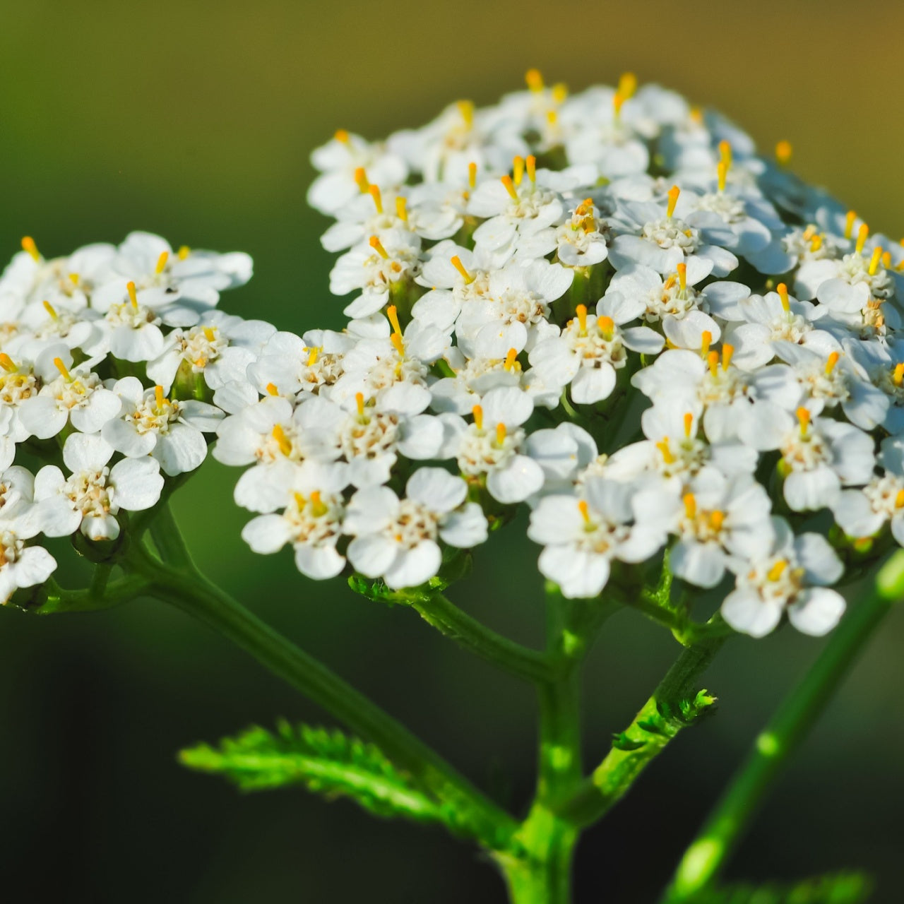 Yarrow Plant