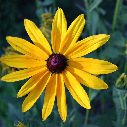 Yellow Coneflower