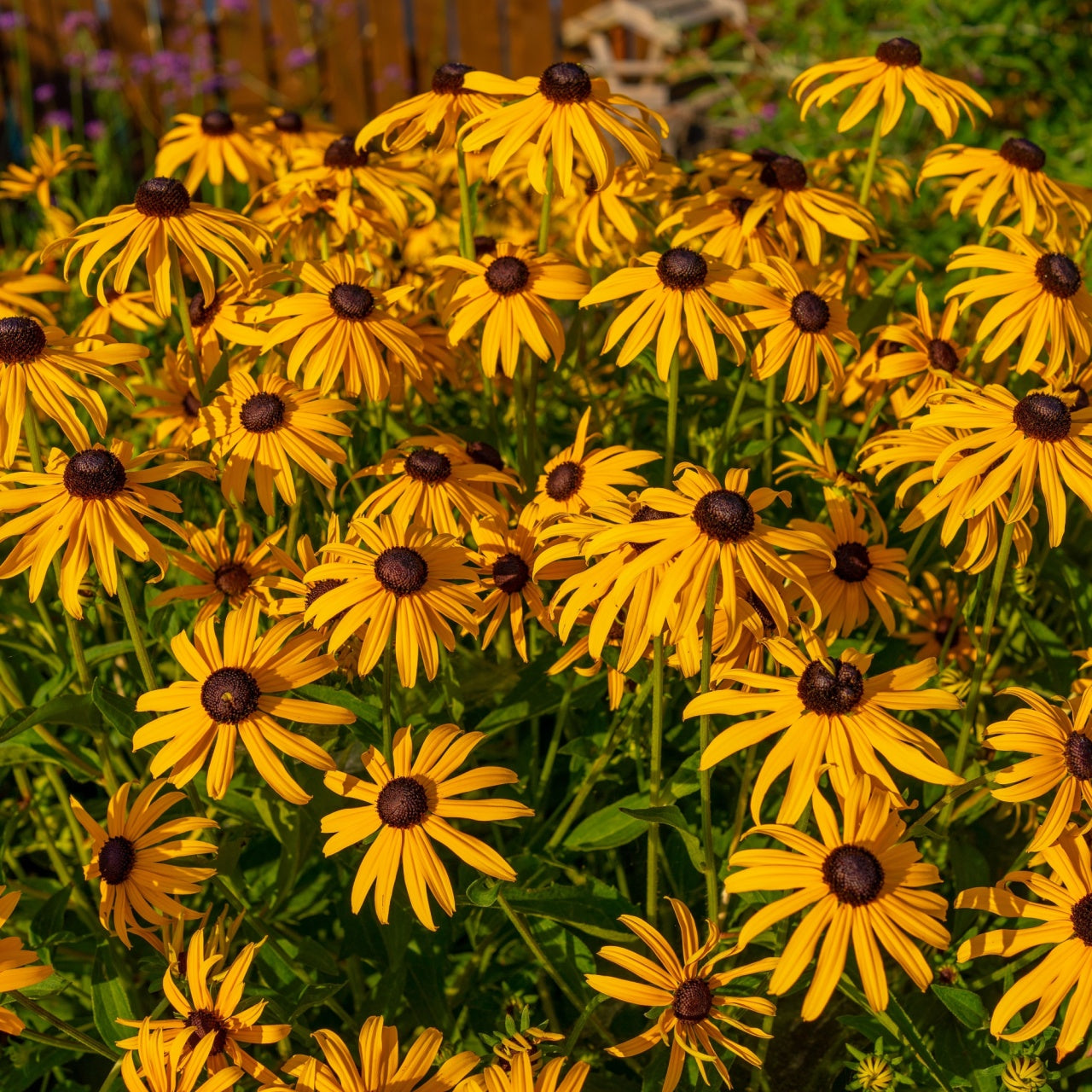 Yellow Coneflowers