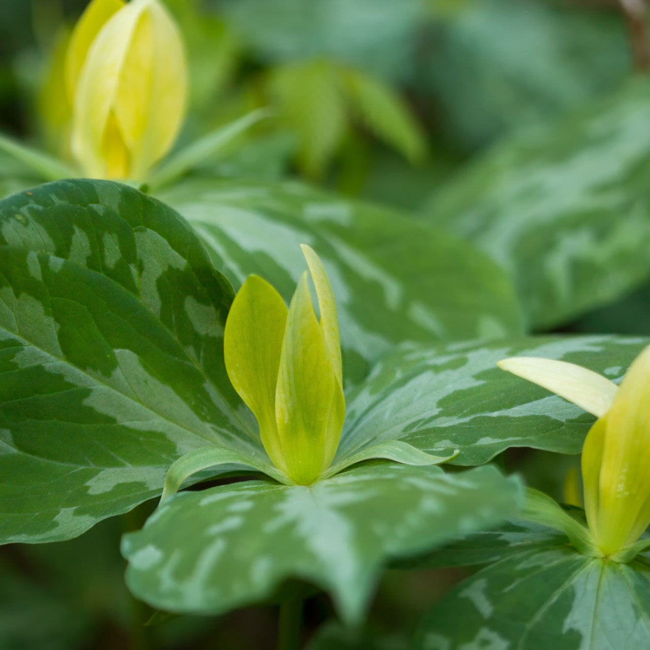 Yellow Trillium