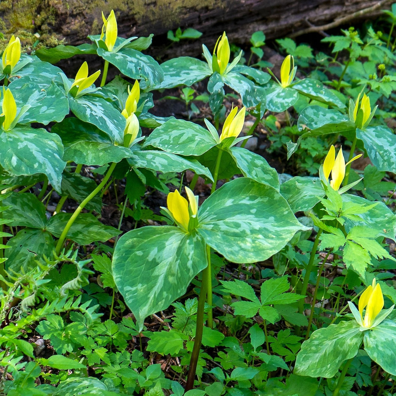 Yellow Trilliums