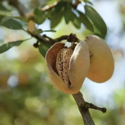 Ripe split almond pod on Almond Tree branch revealing speckled nut