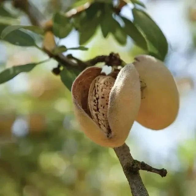 Ripe split almond pod on Almond Tree branch revealing speckled nut
