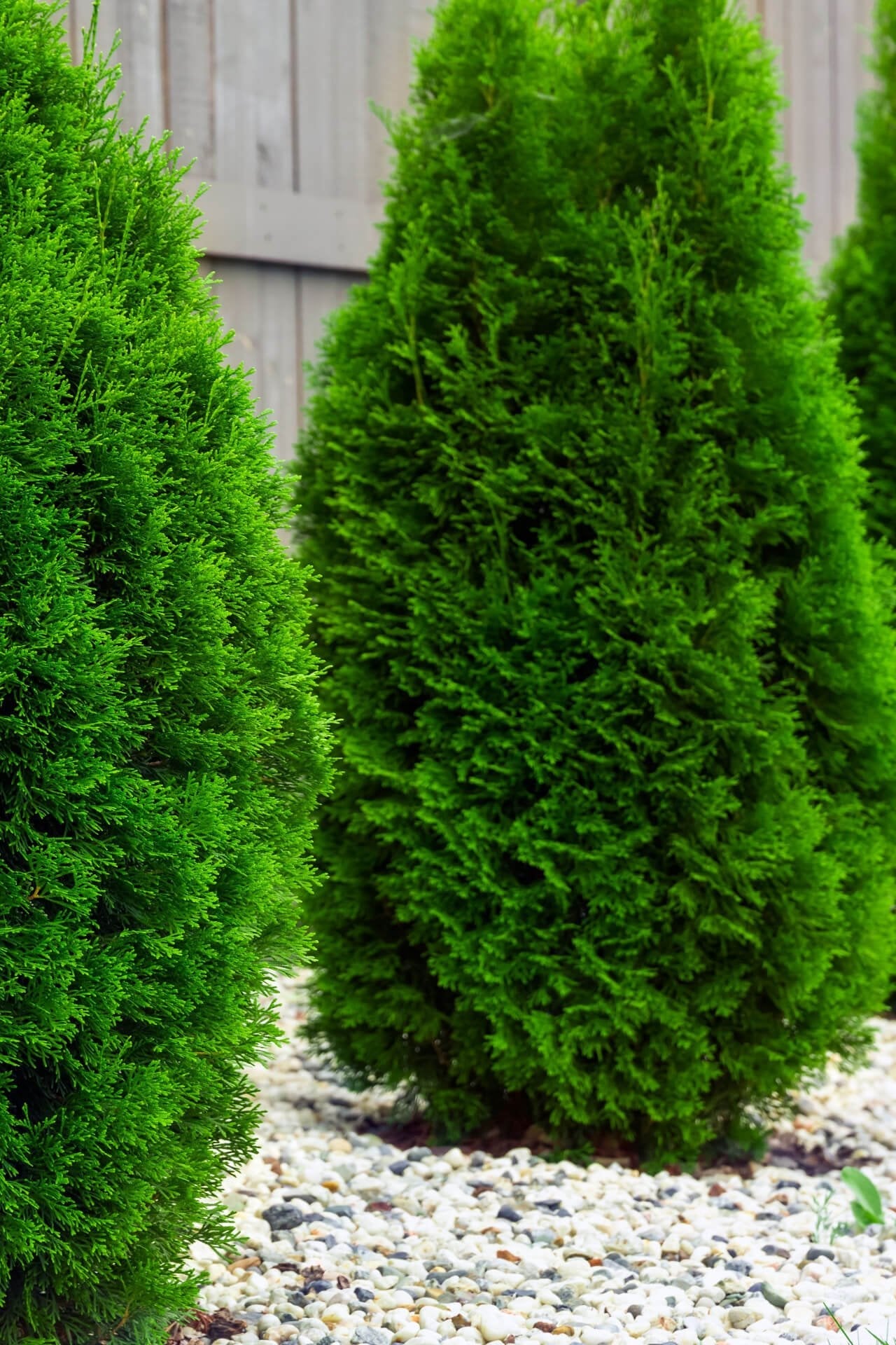 American Arborvitae