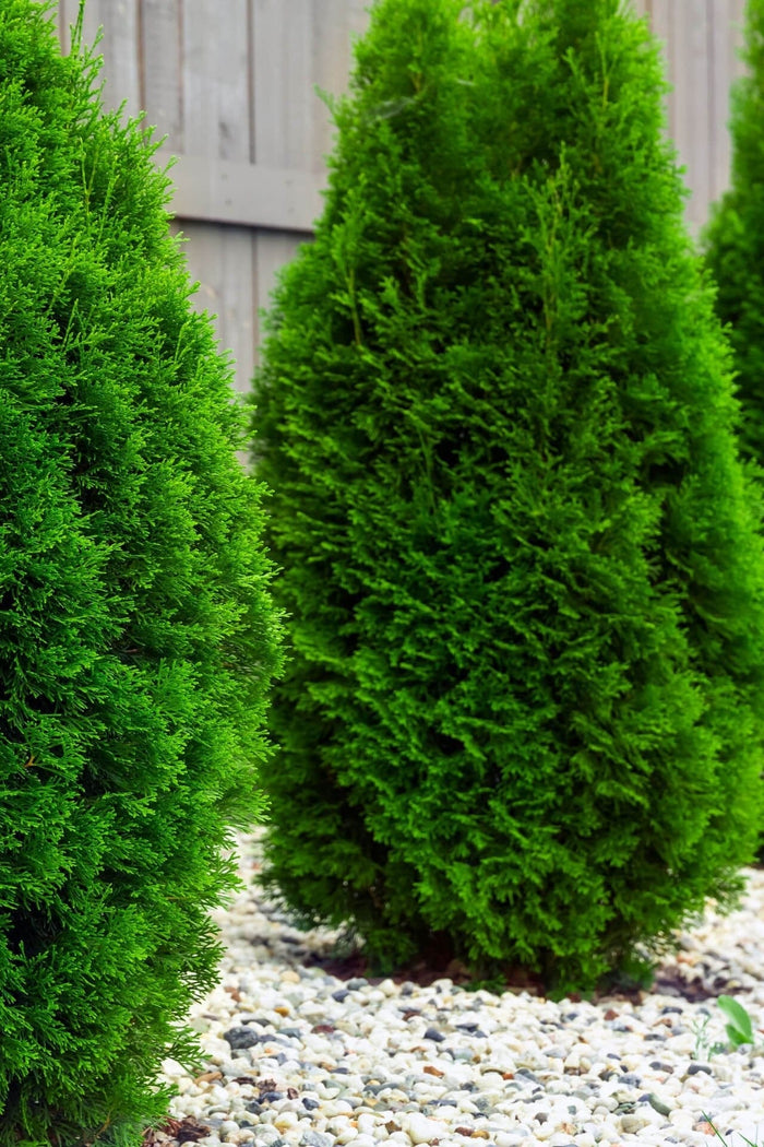 Vibrant American Arborvitae conical evergreen shrubs with dense feathery foliage