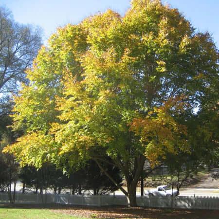 American Beech Seedlings For Sale Online 