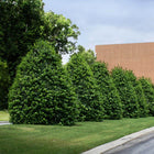 Vibrant green boxwood hedges lining manicured lawn in American Holly