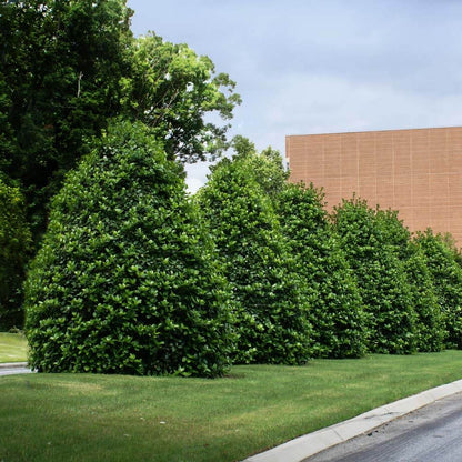 Vibrant green boxwood hedges lining manicured lawn in American Holly