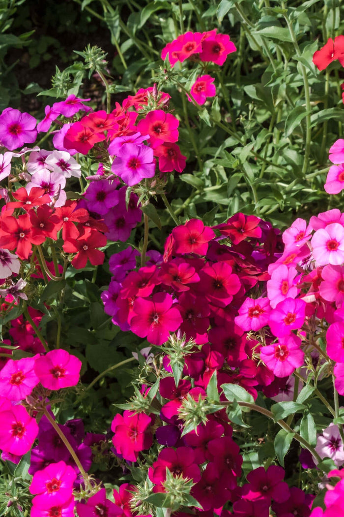Vibrant Annual Phlox flowers in pink, magenta, red and white shades