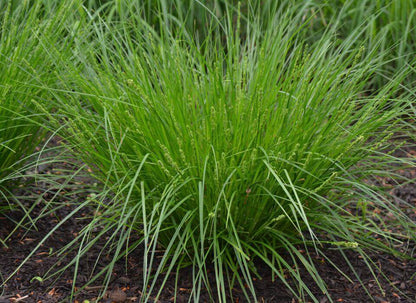 Lush green Appalachian sedge with slender blade-like leaves and delicate seed heads